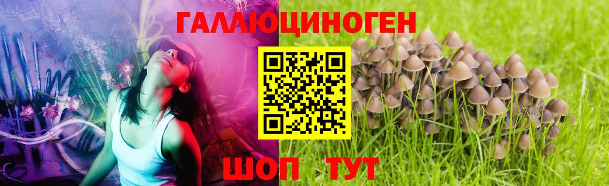 Тара  Галлюциногенные грибы ЛСД  Вход с VPN  Псилоцибиновые грибы мицелий 
